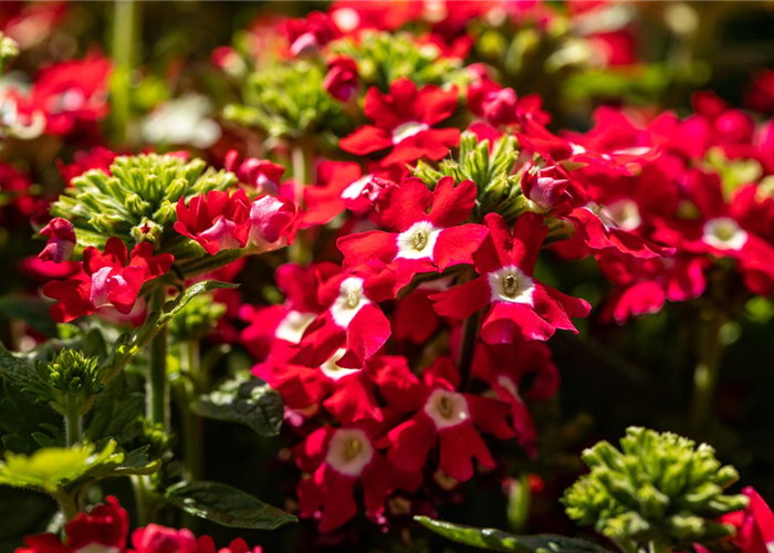 Beet und Balkon gestalten und für ein Farbenmeer sorgen Beet und Balkon gestalten und für ein Farbenmeer sorgen