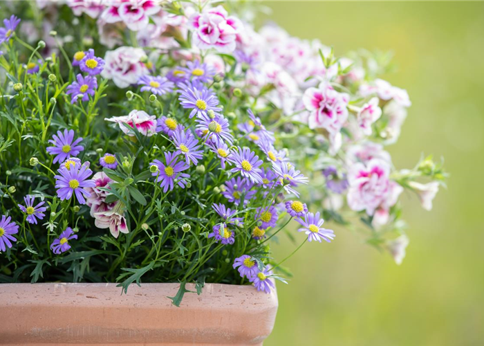 Beet- und Balkonpflanzen schneiden – Ja oder nein? Beet- und Balkonpflanzen schneiden – Ja oder nein?