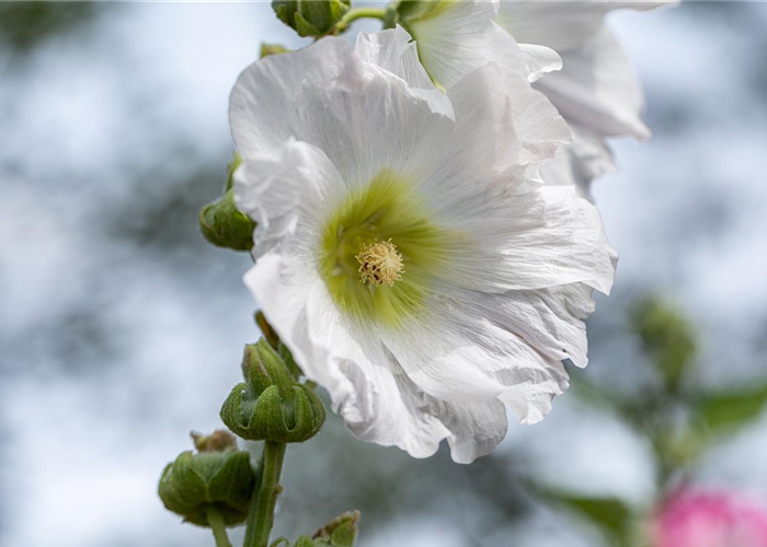 Begleitpflanzen für Rosen – So kommen die Königinnen groß raus
