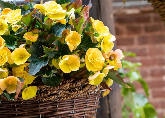 Begonien pflanzen und pflegeleichte Blüten bewundern Begonien pflanzen und pflegeleichte Blüten bewundern