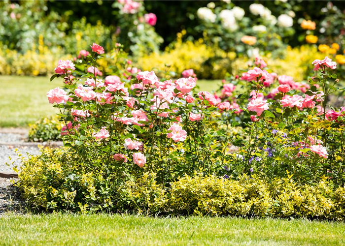 Bezaubernde Gartengestaltung mit Beetrosen entdecken Bezaubernde Gartengestaltung mit Beetrosen entdecken