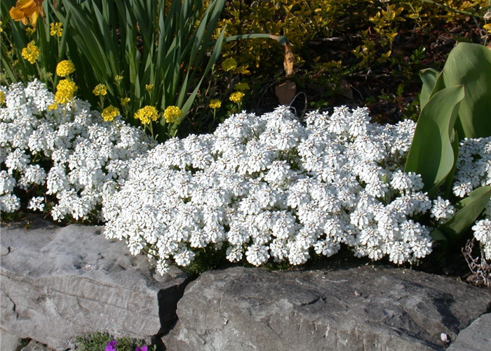 Bodendecker pflanzen und den Garten begrünen