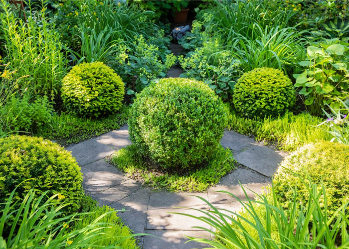 Buchsbaum als immergrüner Klassiker in Garten und Co.