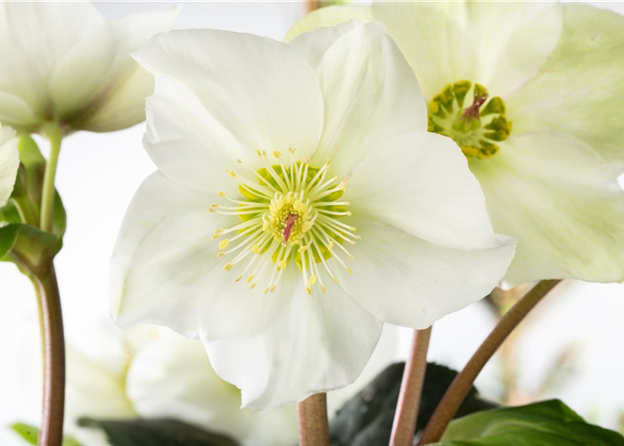 Christrosen im Garten als Blütenhighlight im Winter