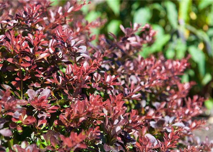 Das Multitalent Berberitze pflanzen und pflegen