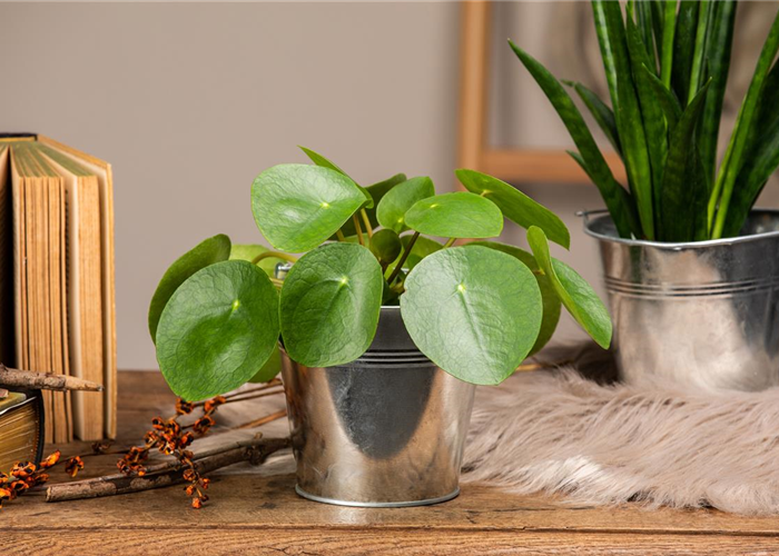 Die besonderen Eigenschaften von Zimmerpflanzen kennenlernen