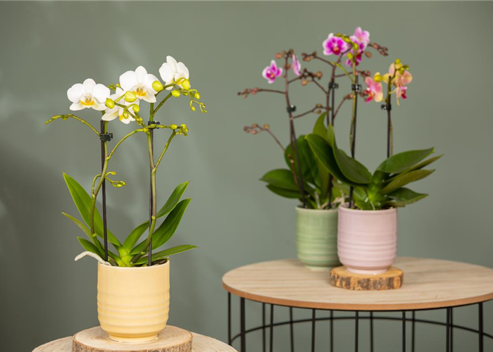 Orchideen pflanzen und Exotik genießen