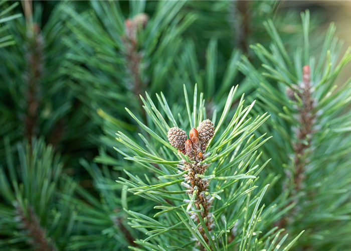 Die passenden Nadelgehölze für jeden Standort im Garten