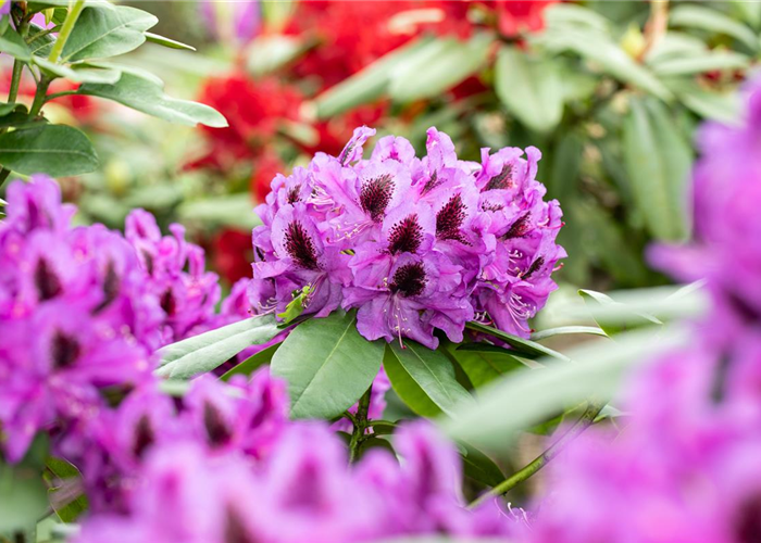 Die schönsten Begleitpflanzen für Rhododendren im Garten