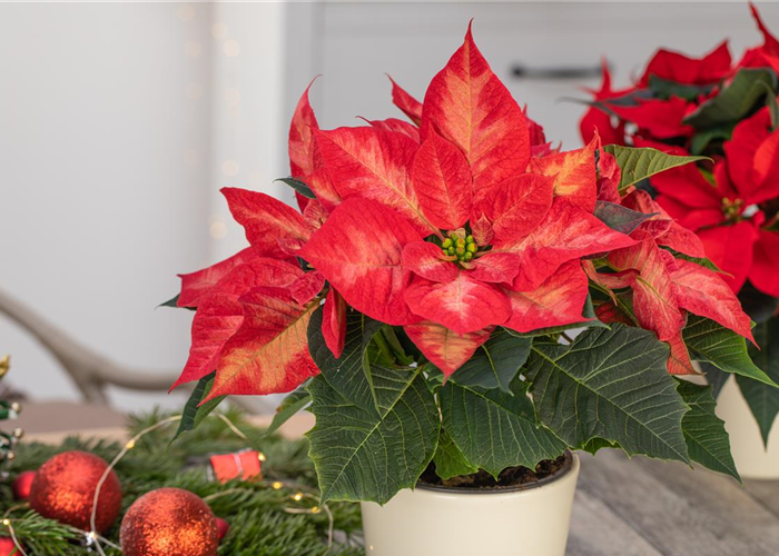 Ein Weihnachtsstern für das ganze Jahr