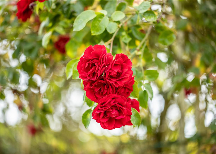 Einen Rosengarten gestalten – Hübsche Blüten überall