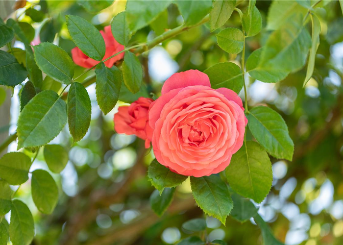 Krankheiten und Schädlinge bei Rosen erkennen und bekämpfen