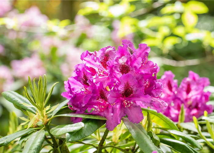 Gartengestaltung mit Rhododendren – So entsteht ein Blütenmeer