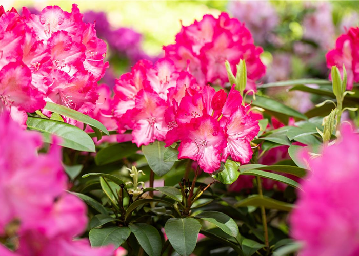 Krankheiten und Schädlinge an Rhododendren erkennen und vorbeugen