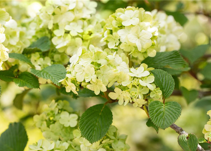 Laubgehölze pflegen – So bleibt der Garten schön Laubgehölze pflegen – So bleibt der Garten schön