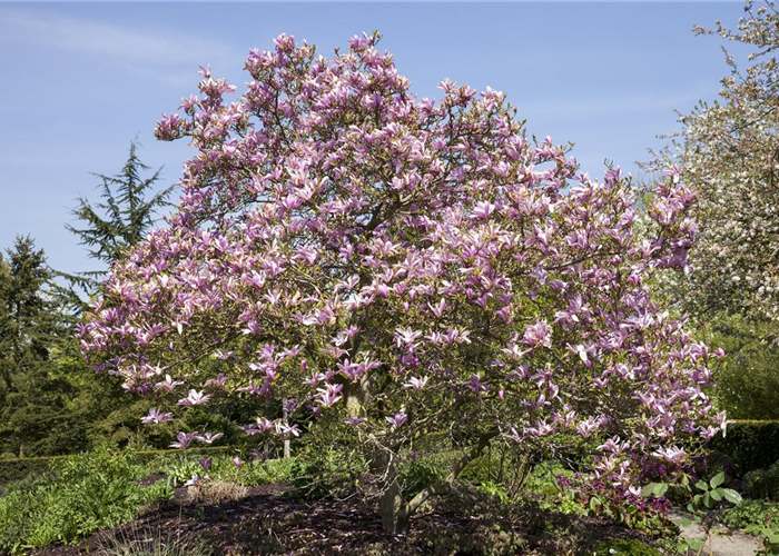 Magnolien als frühblühendes Highlight im Garten  Magnolien als frühblühendes Highlight im Garten