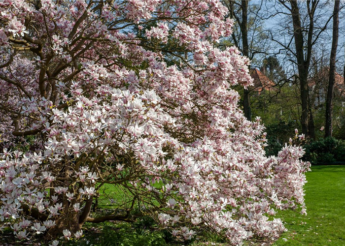 Magnolien pflanzen für einen Blickfang im Garten  Magnolien pflanzen für einen Blickfang im Garten