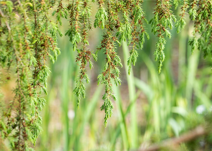 Nadelgehölze pflegen und damit gesund und frisch halten Nadelgehölze pflegen und damit gesund und frisch halten