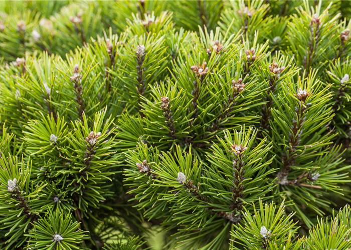 Nadelgehölze zurückschneiden und den Garten in Form bringen Nadelgehölze zurückschneiden und den Garten in Form bringen
