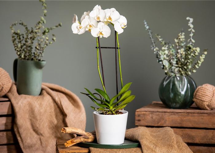 Orchideen pflegen für ein gesundes Wachstum 