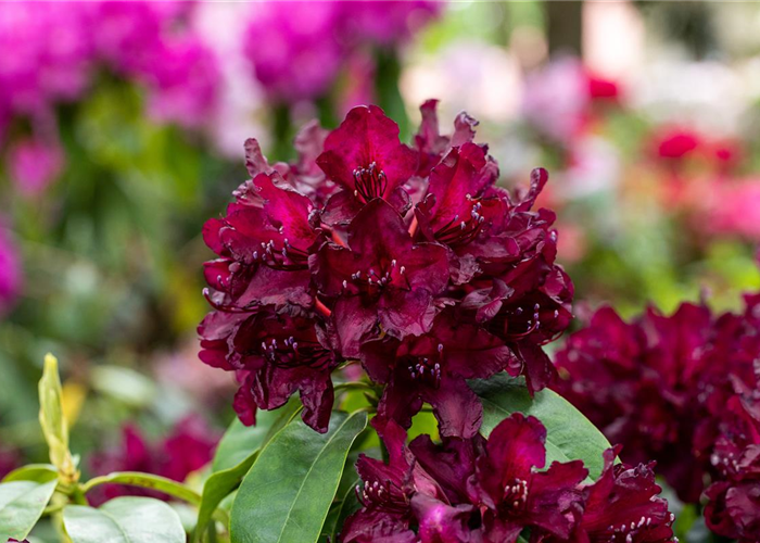 Rhododendron einpflanzen – So erstrahlt der Garten mit Blüten
