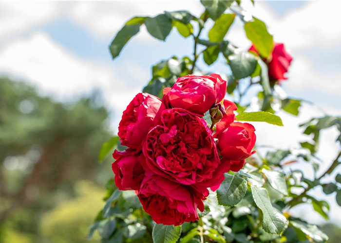 Rosen kaufen und den Garten märchenhaft gestalten